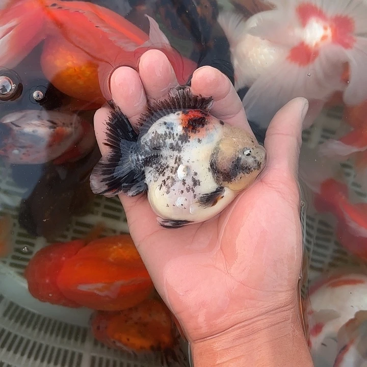 金鱼包邮12345682