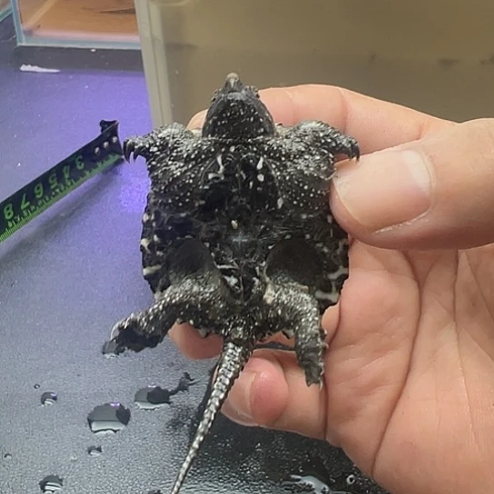 不分公母小鳄龟鱷龜白佛苗子純佛白刺