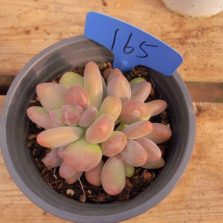 是吗不说实话就说