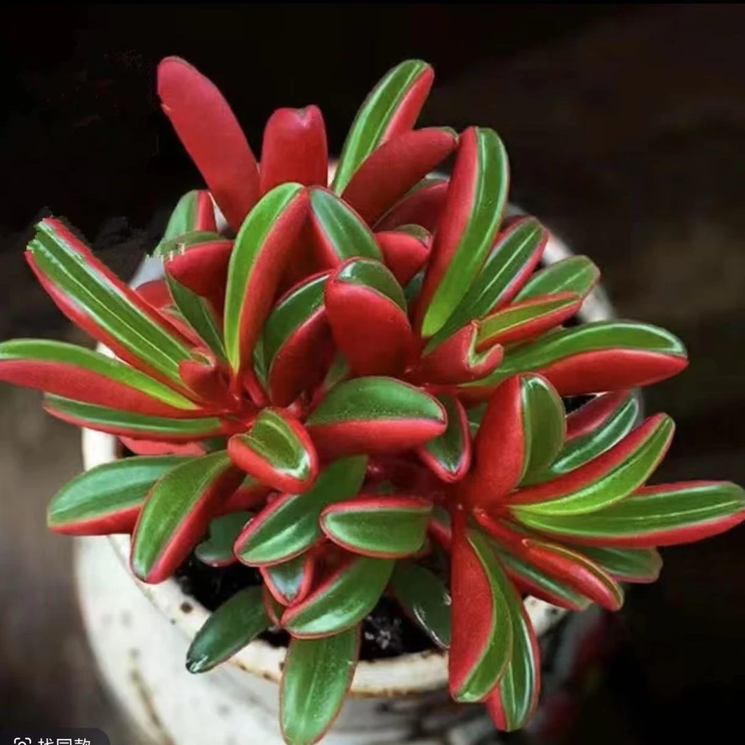 红贝椒草多肉植物（满两单包邮云南昆明基地直发）