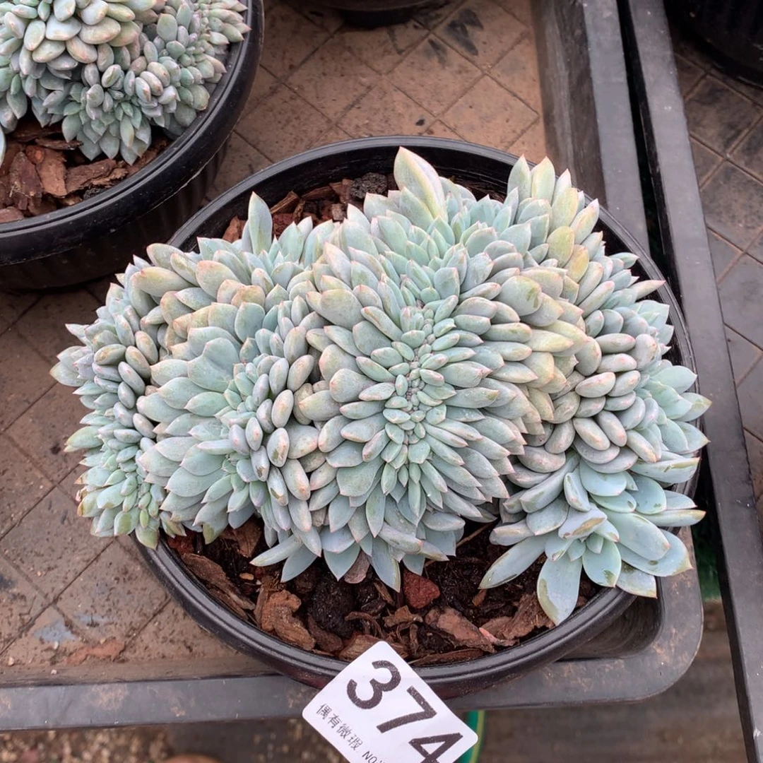 374橙子缀化多肉植物