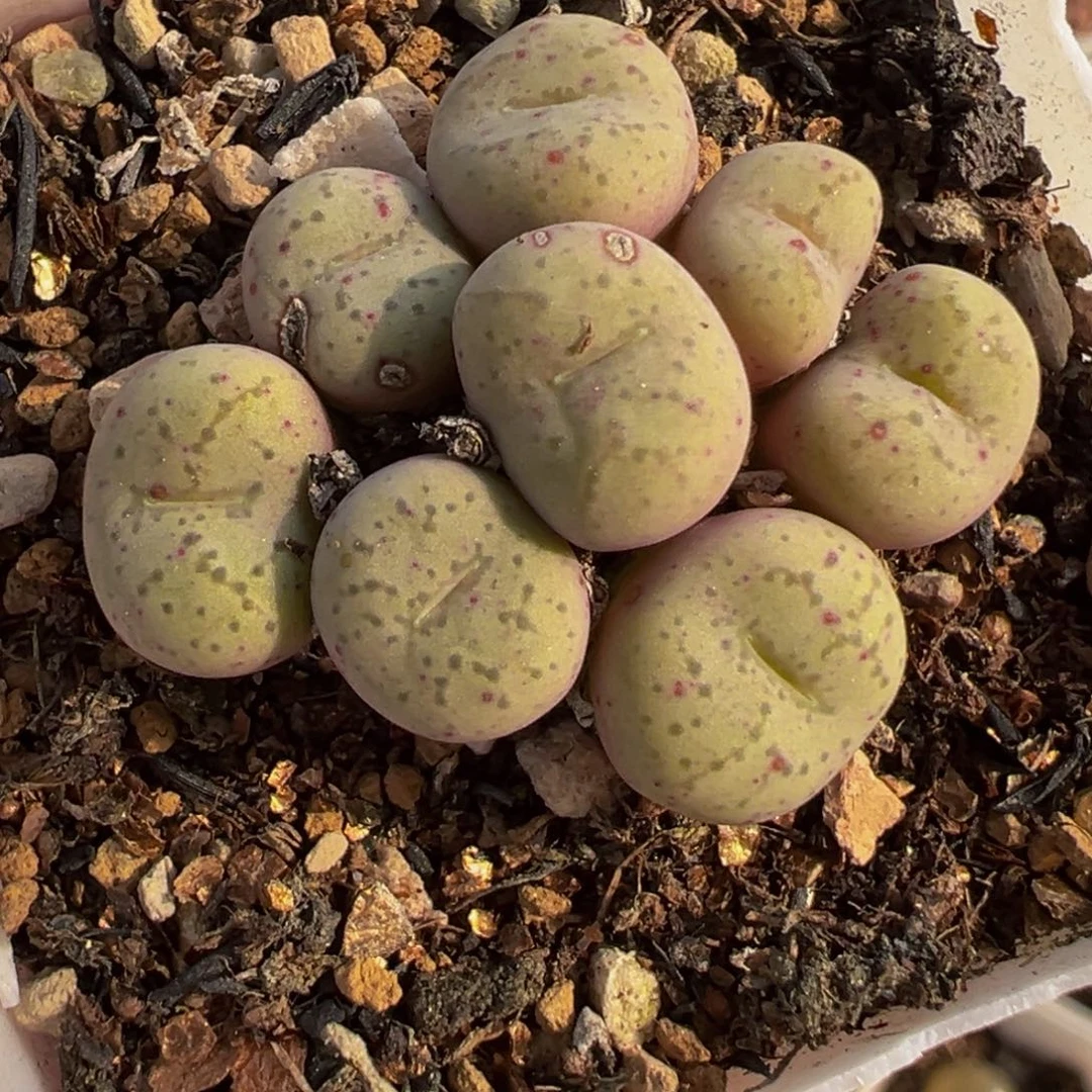 522多肉植物种类多样