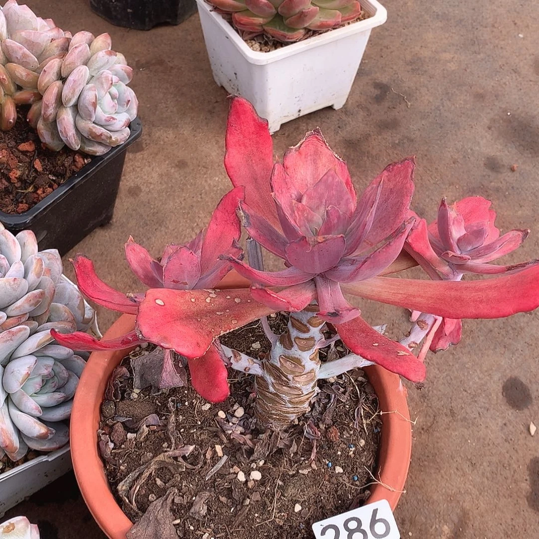 286钻石锦一物一拍多肉