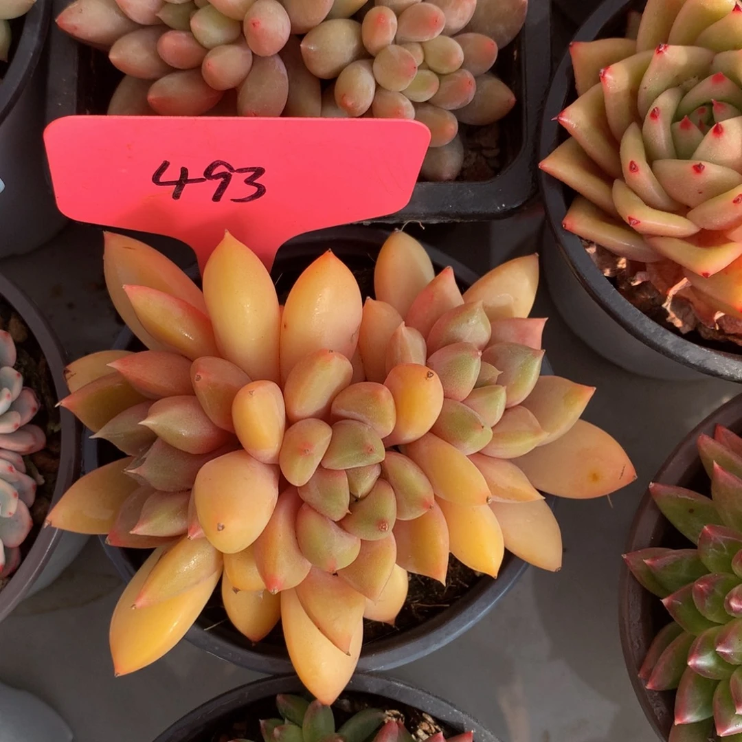 红象牙7272627272727