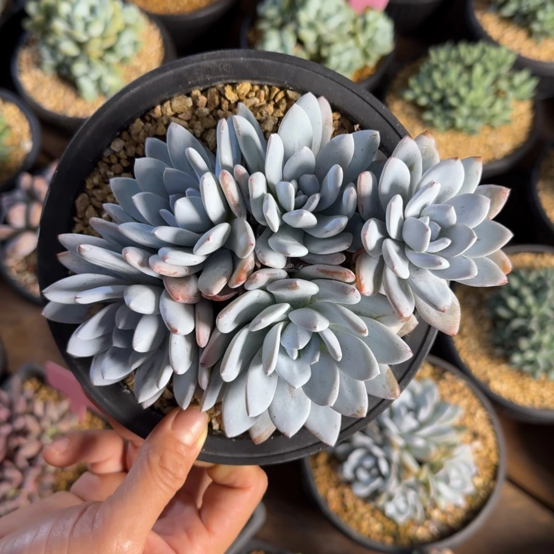 雪莲群生111111111111111111111