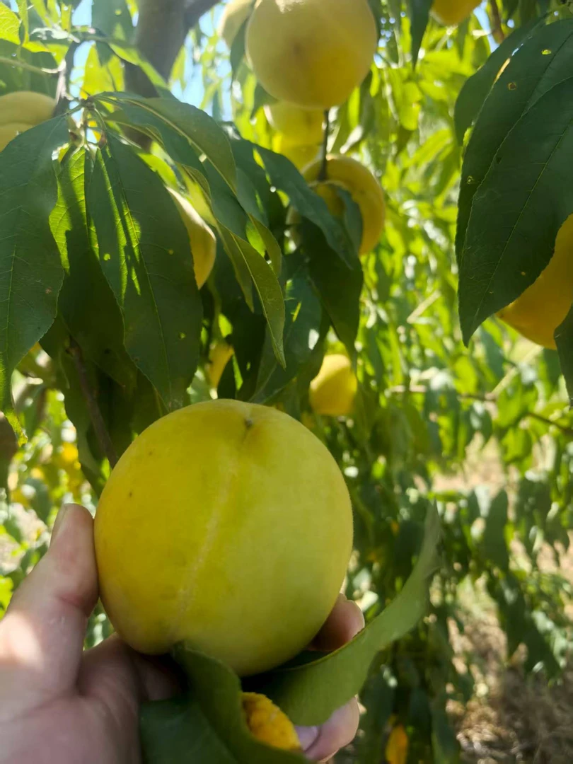 建宁锦绣黄桃果园现摘直销，新鲜黄桃脆甜汁细腻礼盒装5/10斤