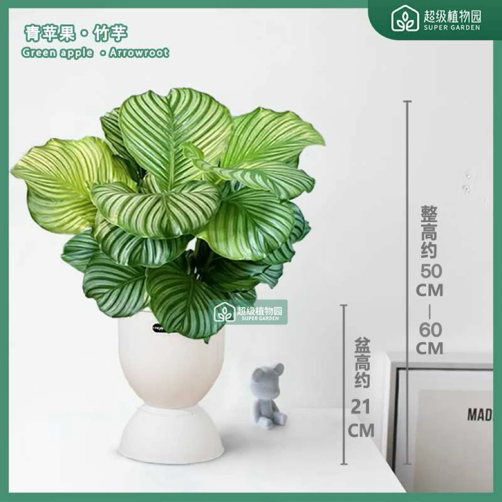 青苹果竹芋盆栽室内耐阴客厅办公室净化空气四季常青绿植50-60cm