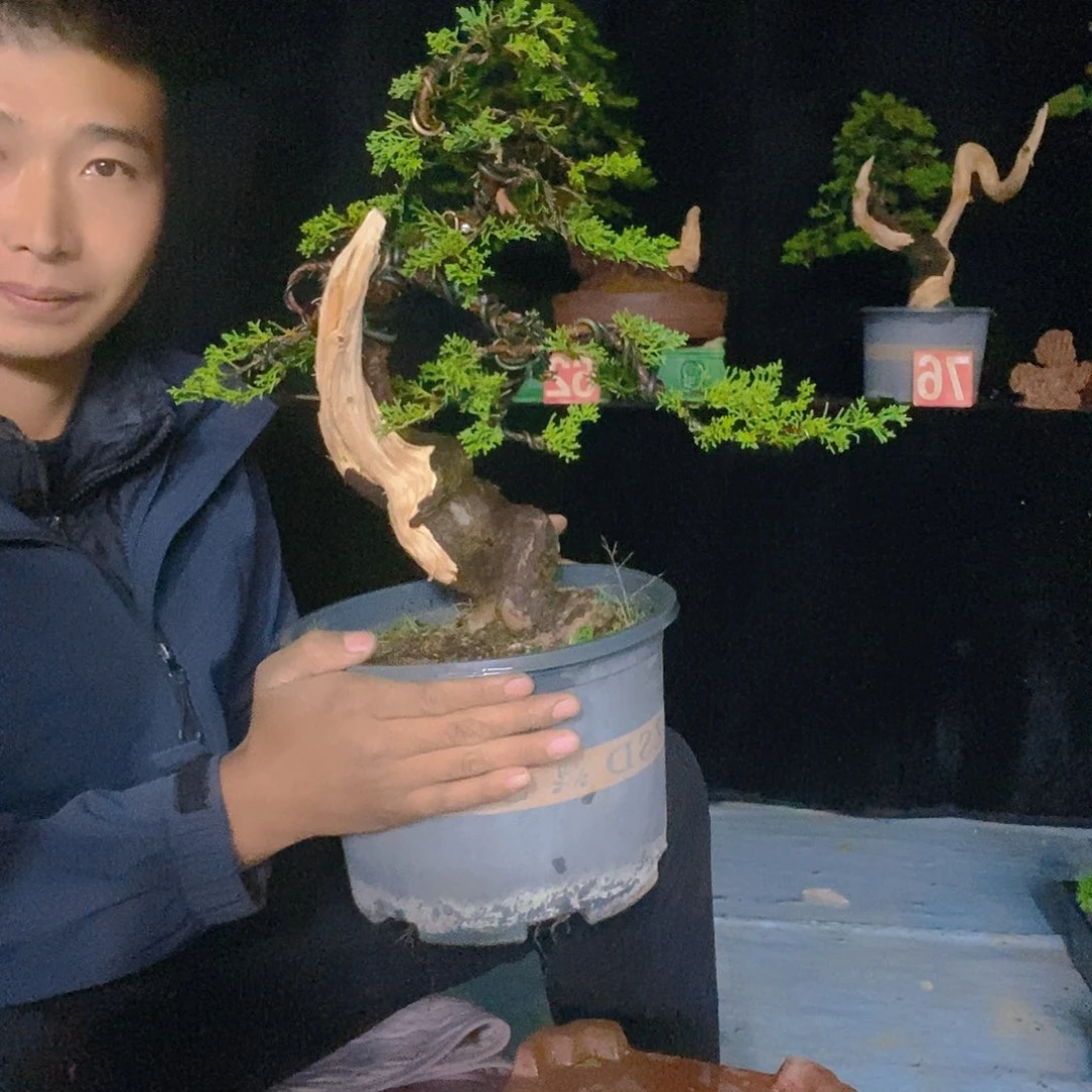 无花朵真把盆景造型