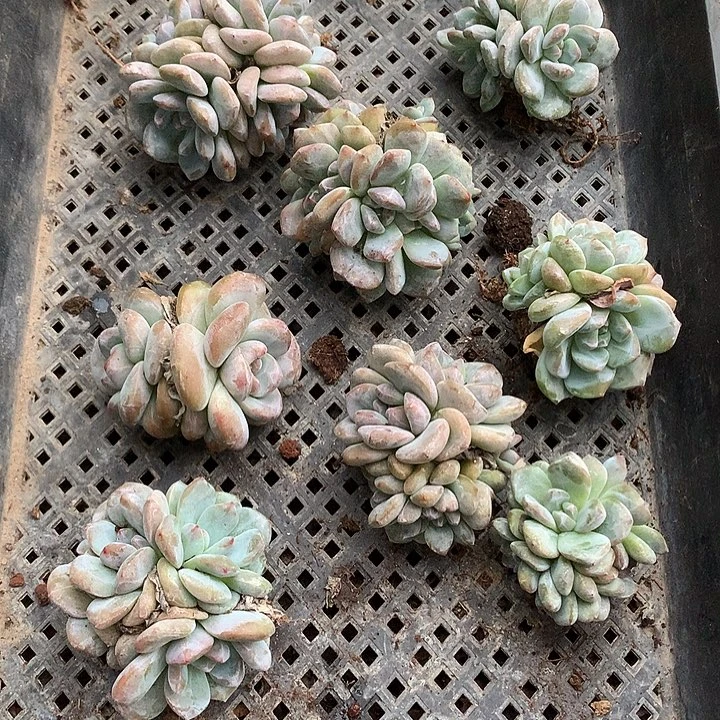 一筐星影一物一拍