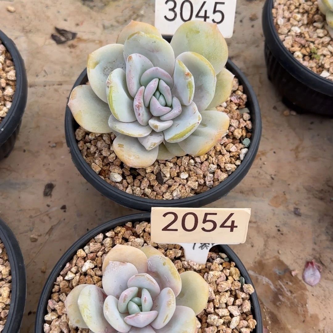 3045。    2054。  奶茶两颗