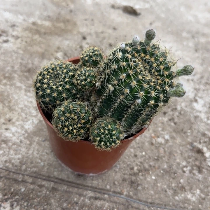 无花朵涵*花花花花花花花花