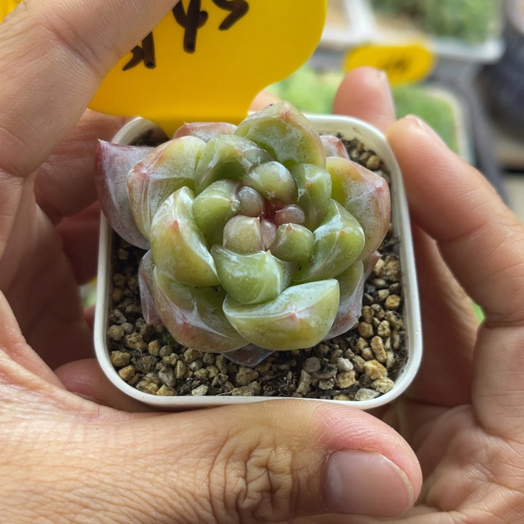 玉簪珍妮双头3945