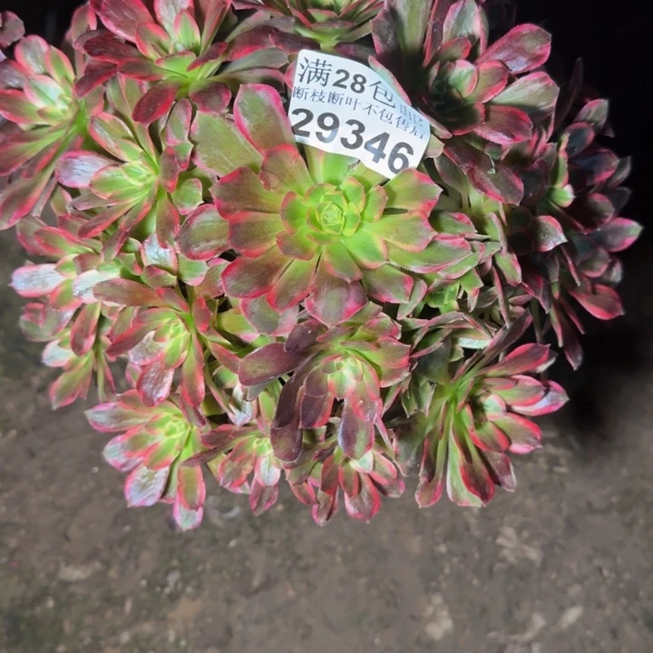 29346安娜多肉植物