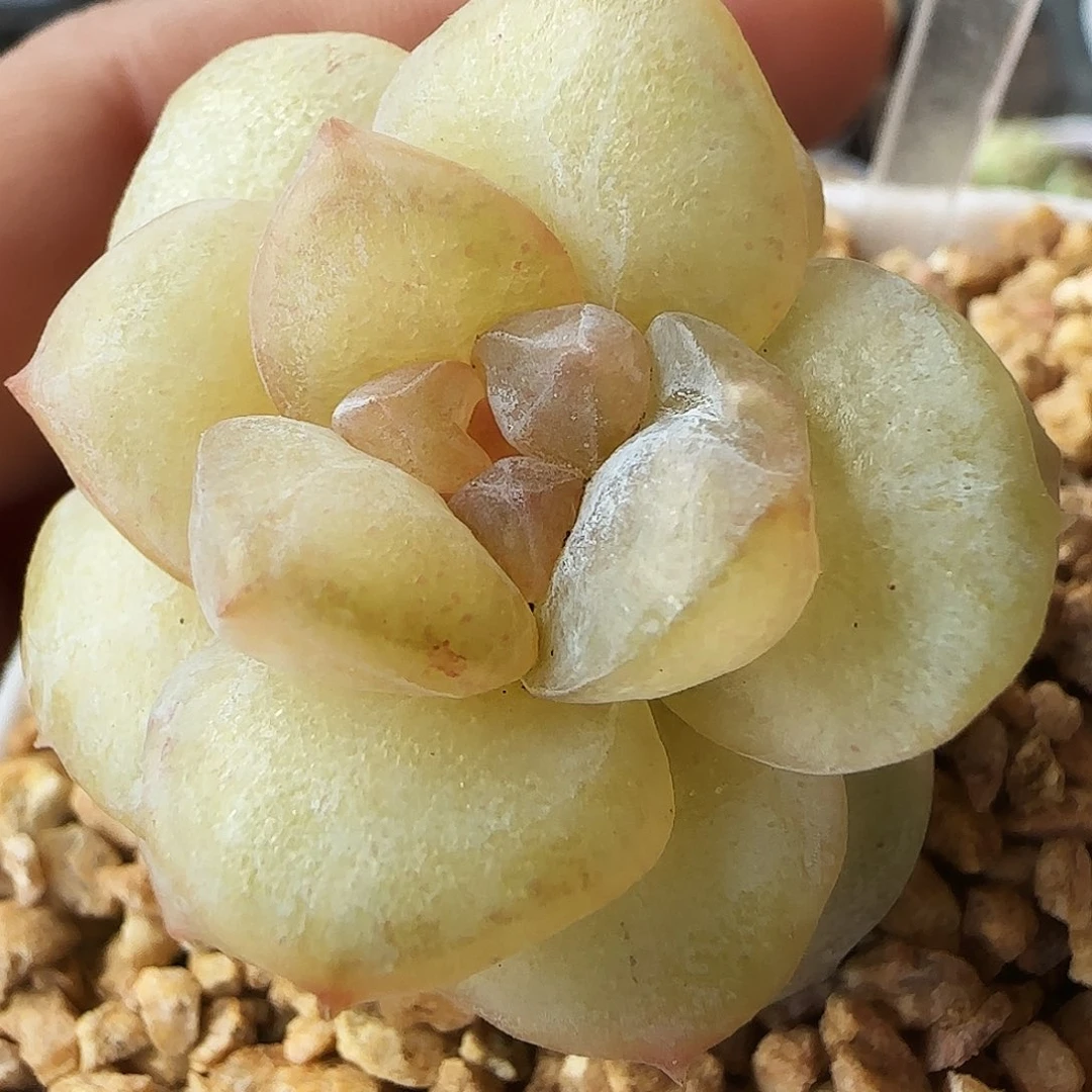 貓**婲556号哈哈哈哈哈哈