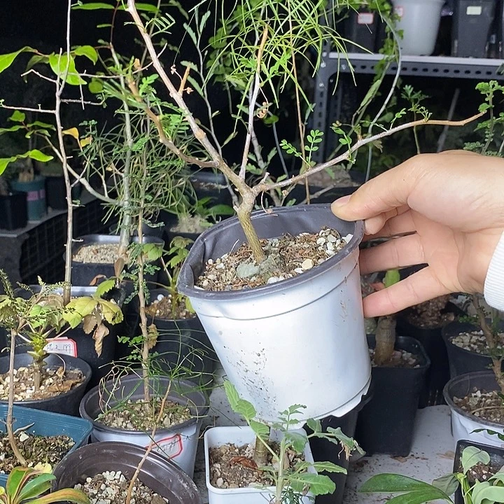 羽叶裂览带盆土发货