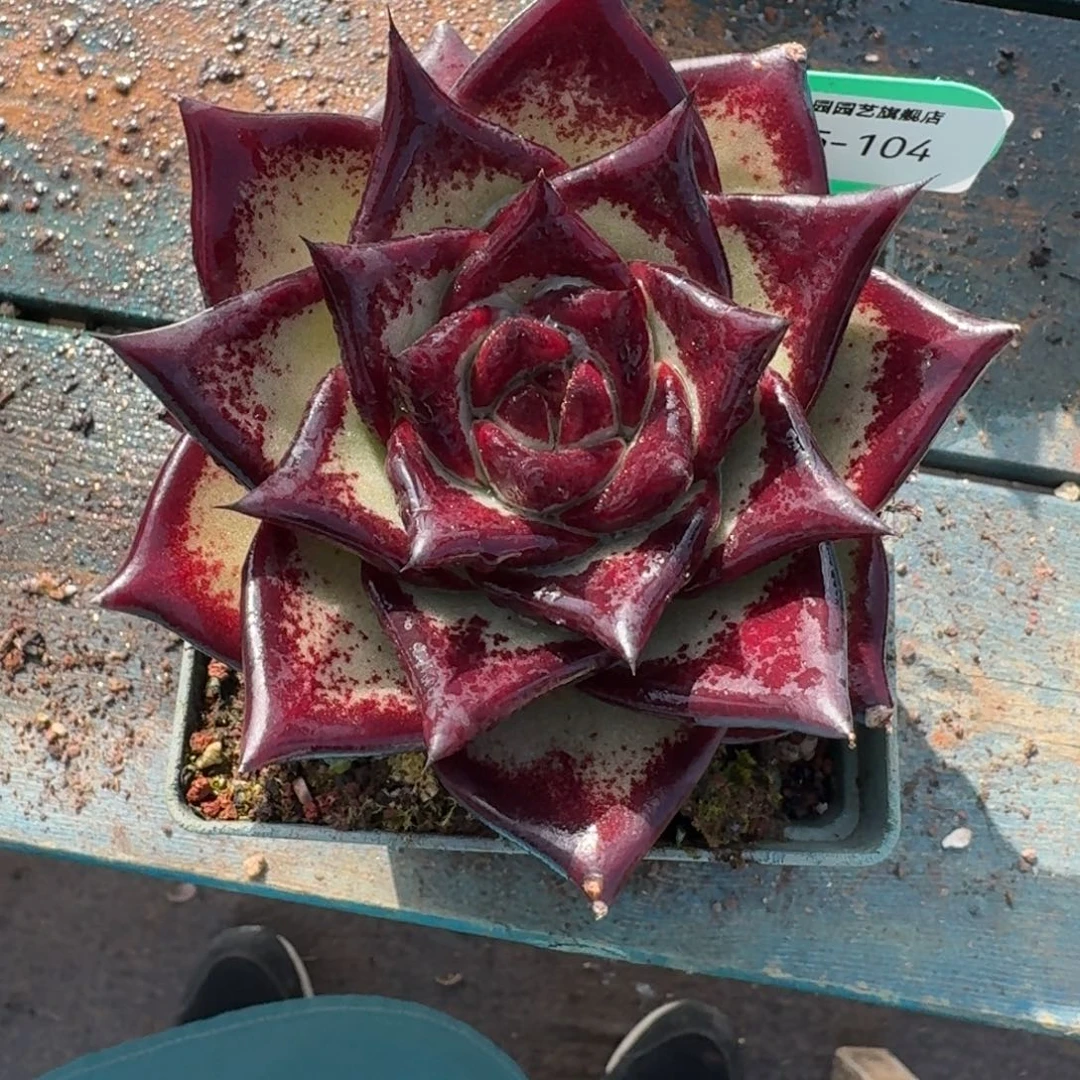 从前慢多肉精选编号1215.104