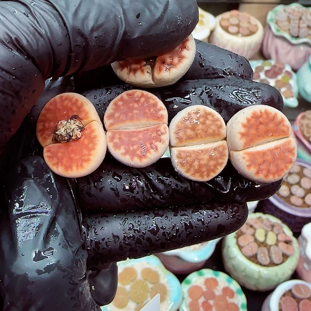 生石花满18包邮1219-44