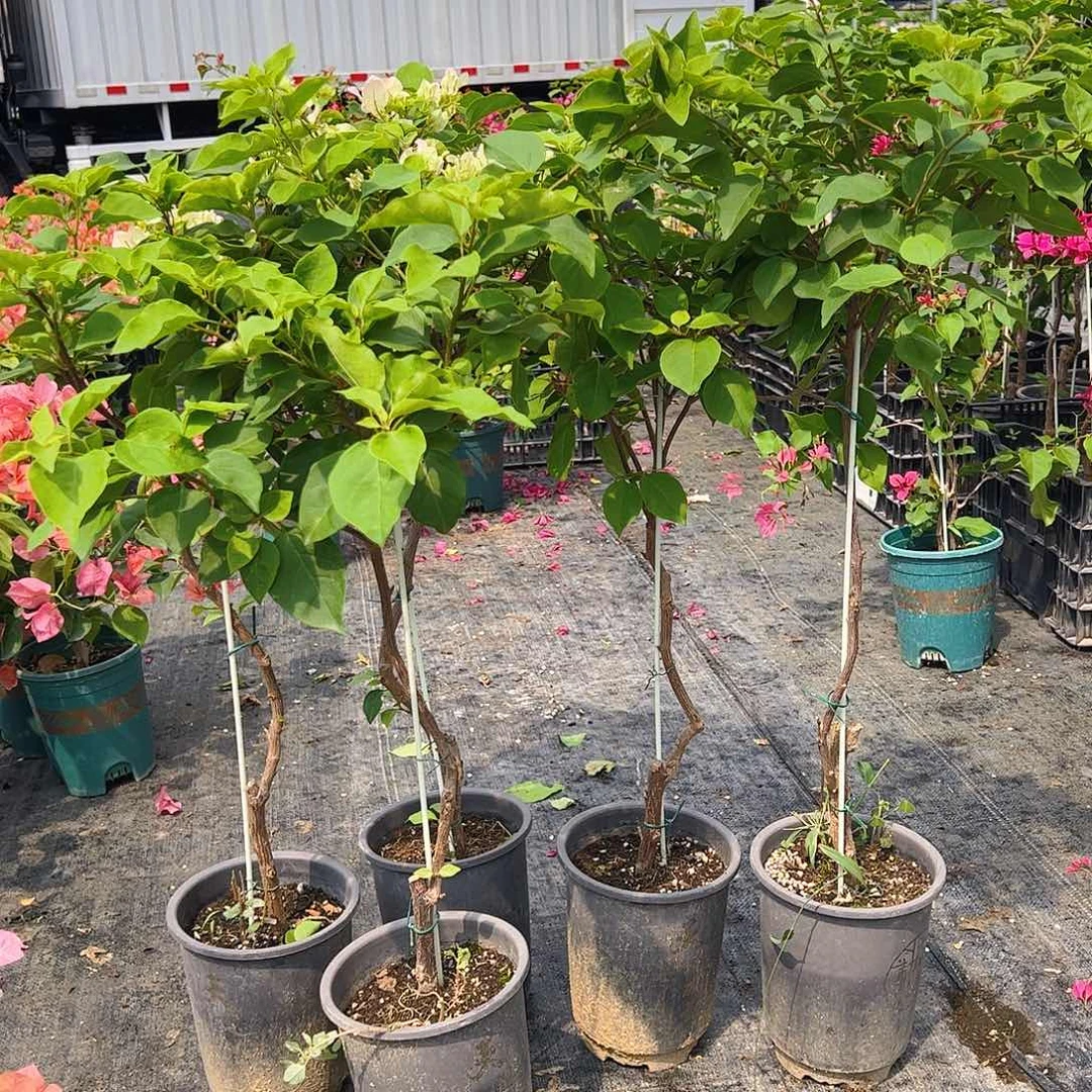 当前无花栽培后可以开花绿樱独杆棒棒糖一棵