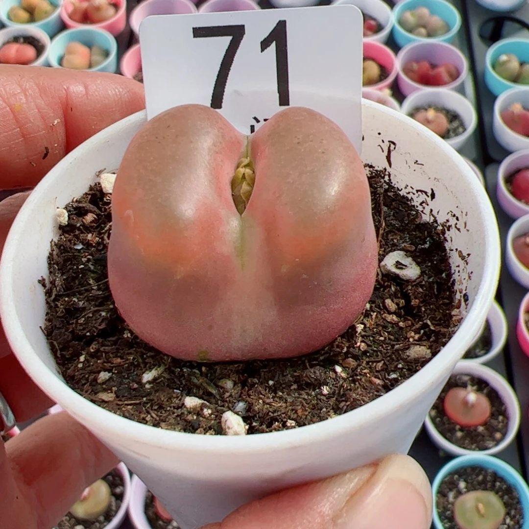 无花朵轩*我很喜欢这个J71