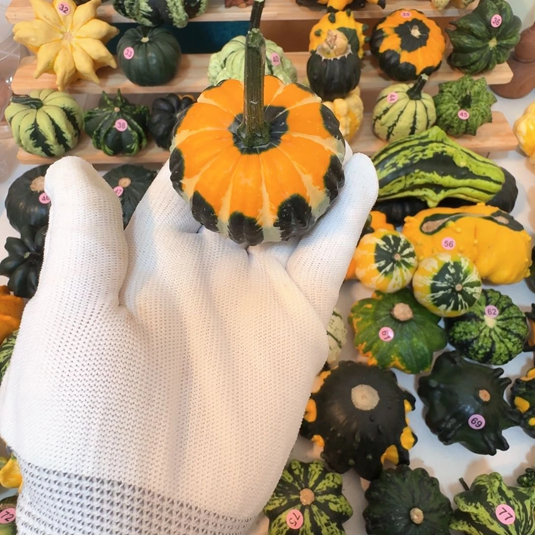 黑*墨西哥七彩葫芦精品