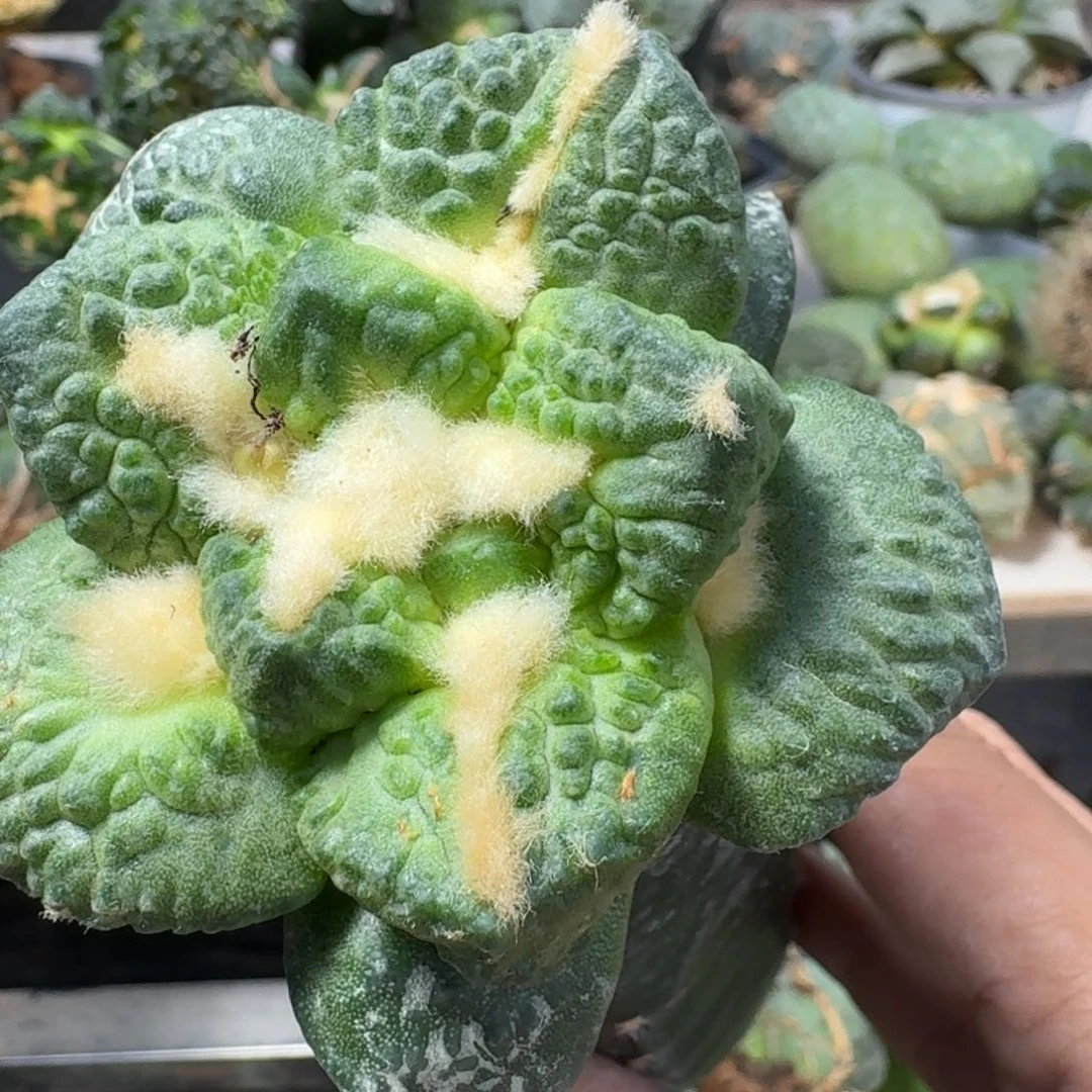【闪购商品】无花朵j****3哥怒246