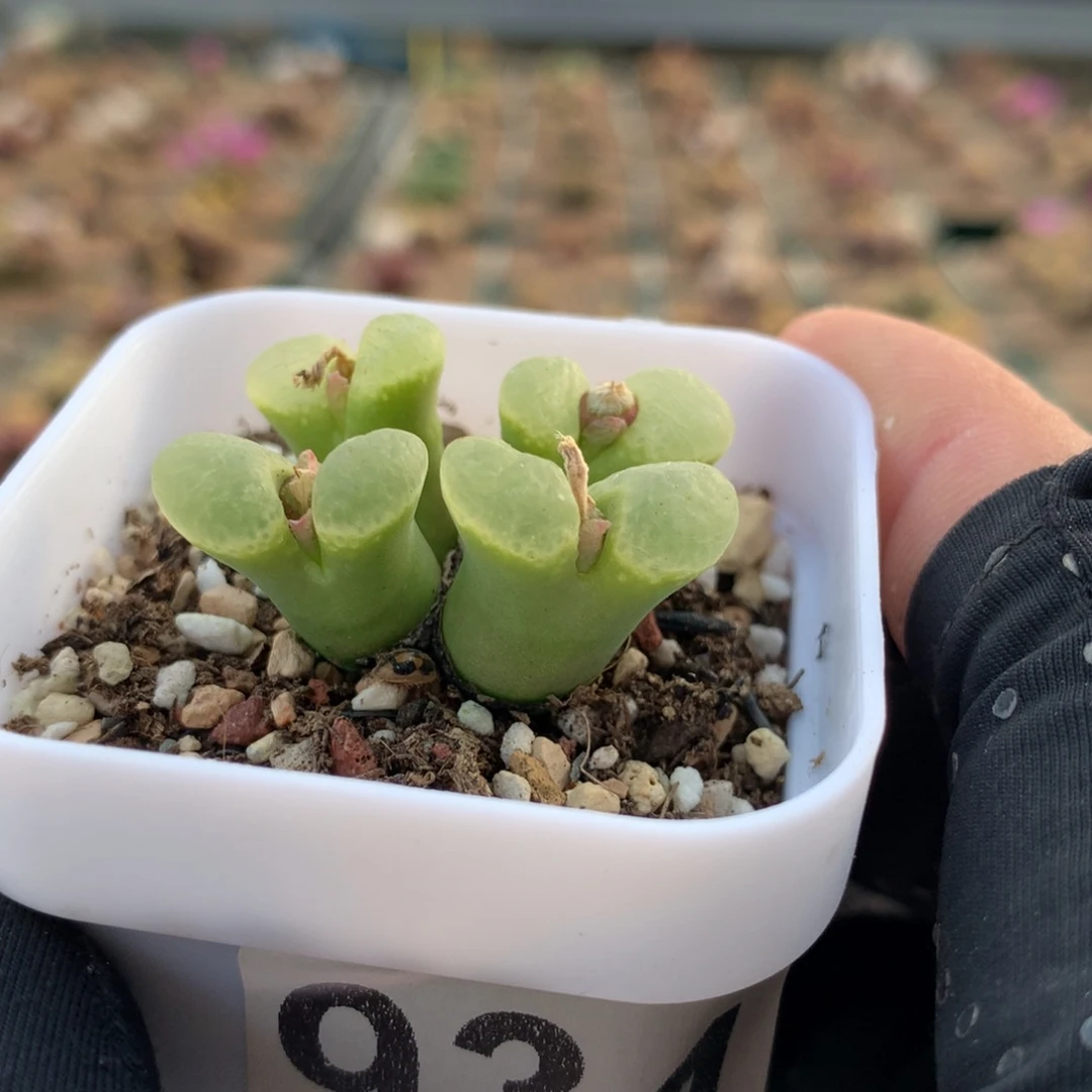934粉樱风铃母本