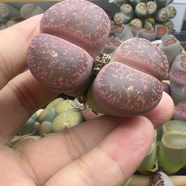 3644酒红初代杂有伤福利清