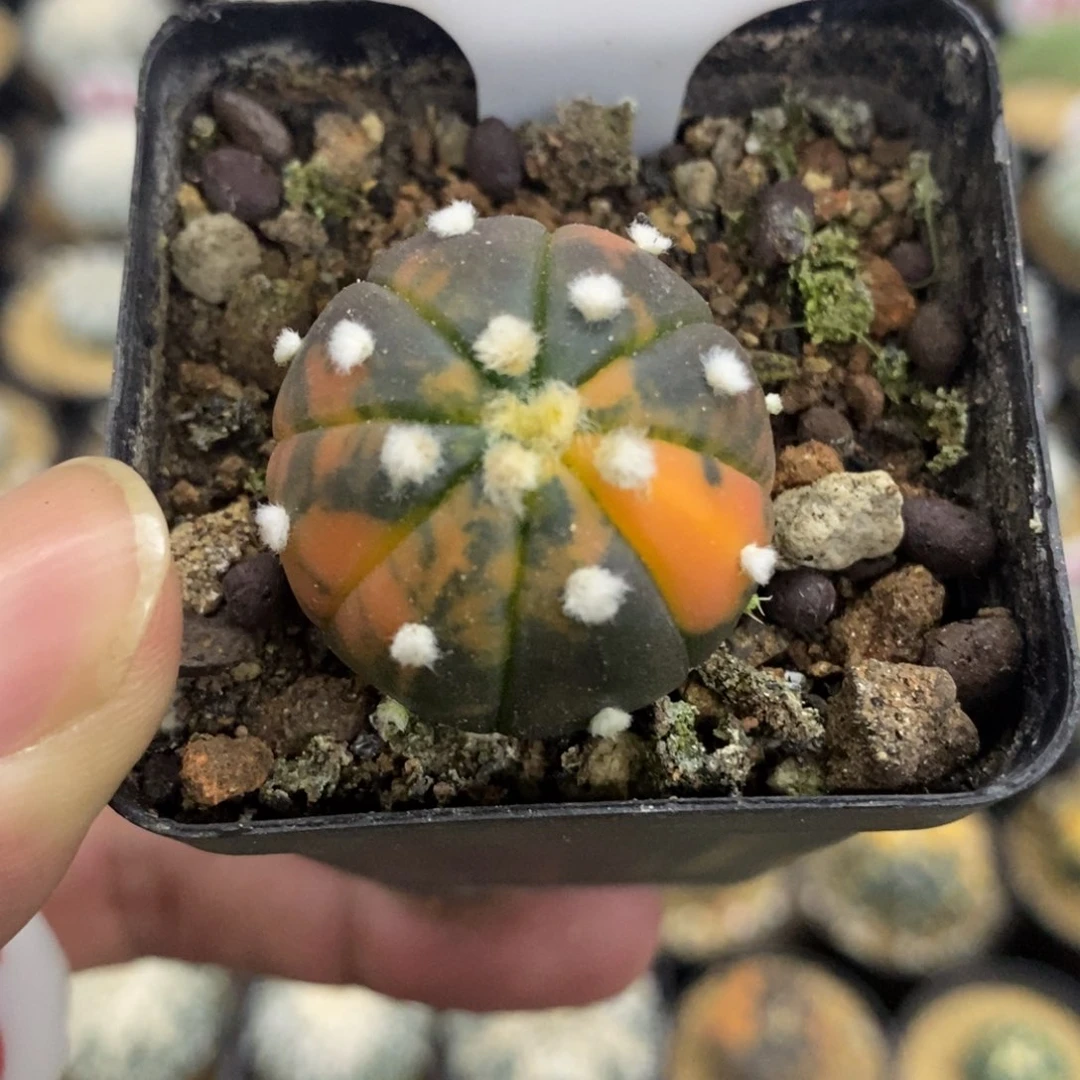 504大绒小兜锦福利多多