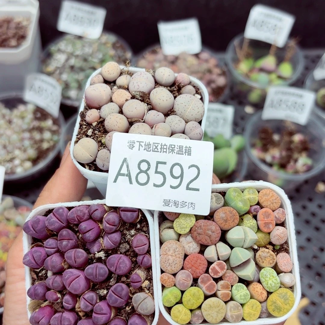 8592–—零下地区需拍保温箱