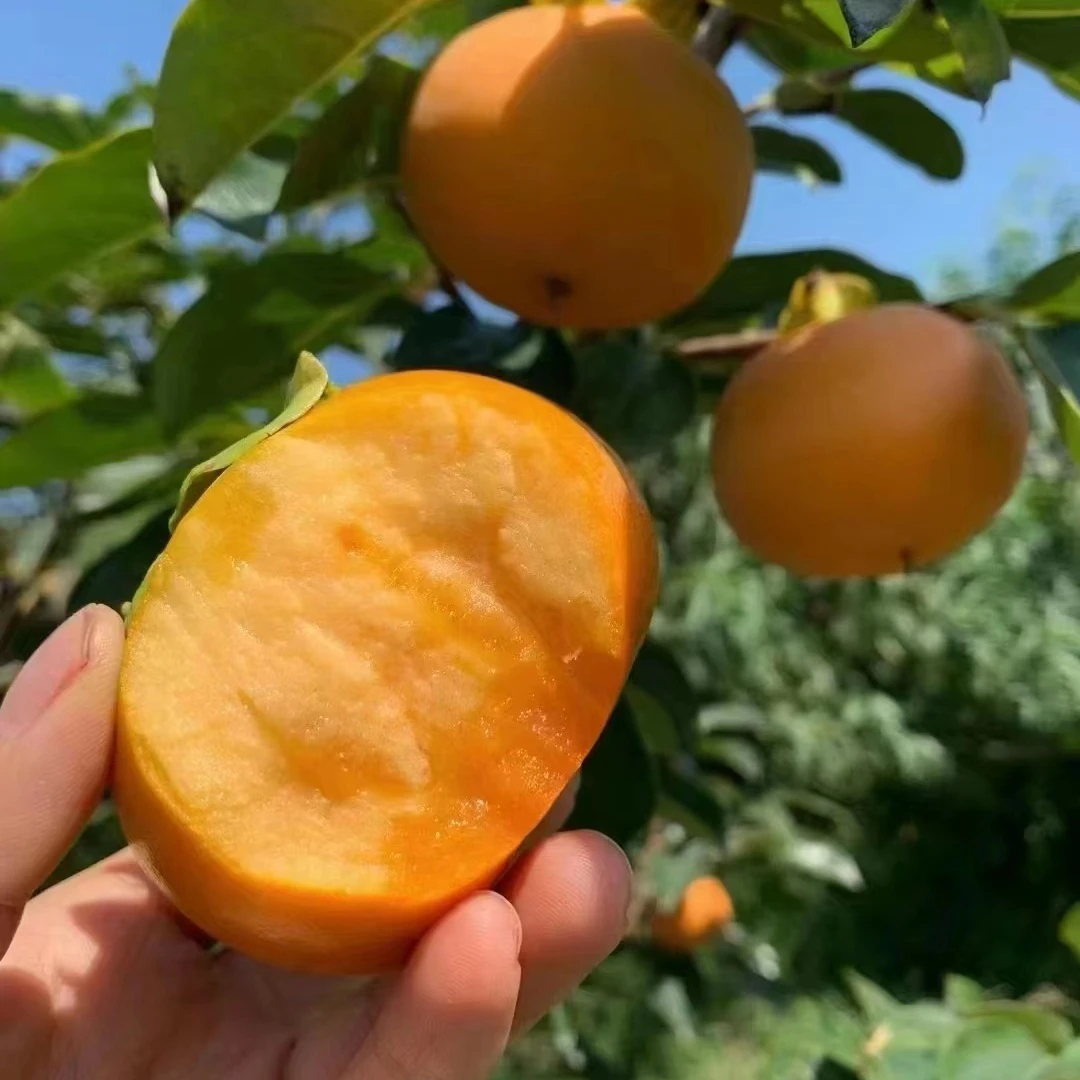 嫁接柿子树苗南方北方种植柿子苗树地栽四季种易活当年结果果树苗