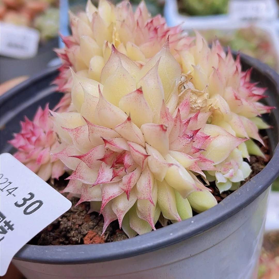 00000000000030量拍