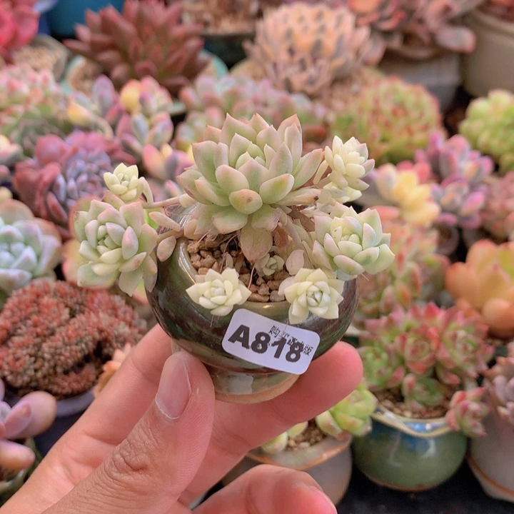 一物一拍含盆土满38包邮A818