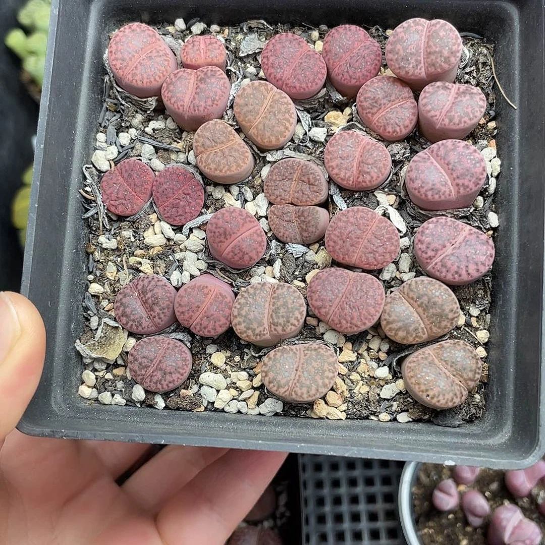 54000000花花花花路啊