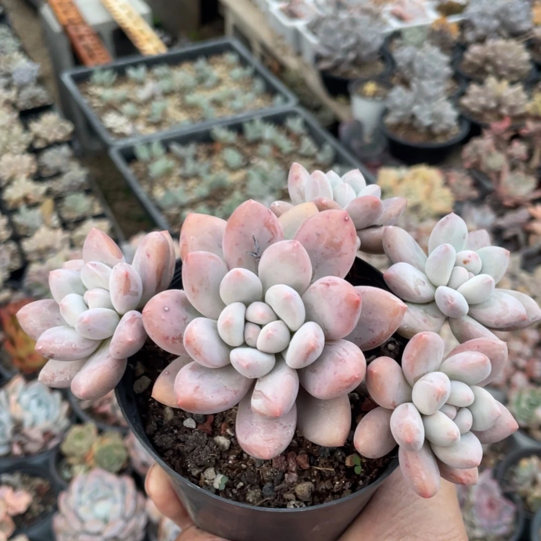 香水多肉植物老桩