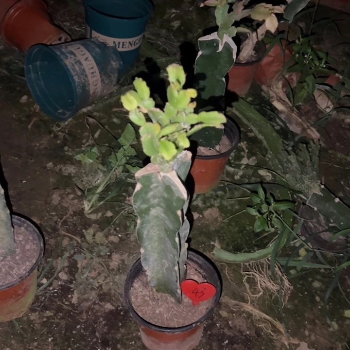 易***姐当前无花栽培后可以开花028  43