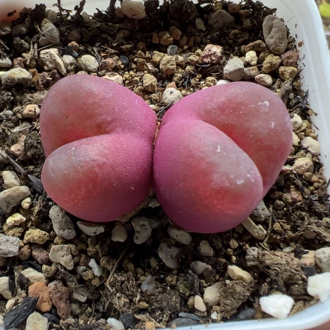 035双头毛汉尼带盆土发货