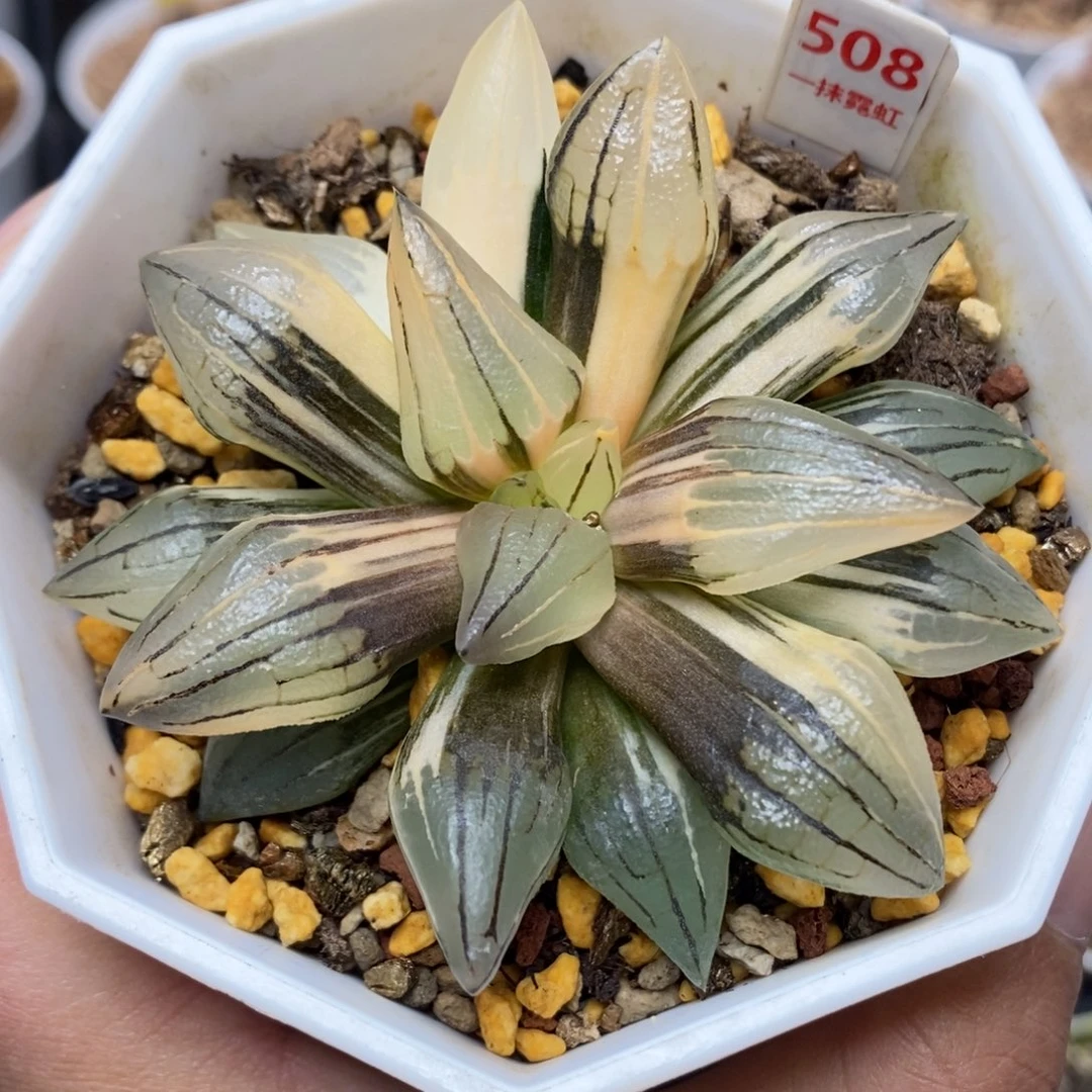 508西瓜锦一物一拍