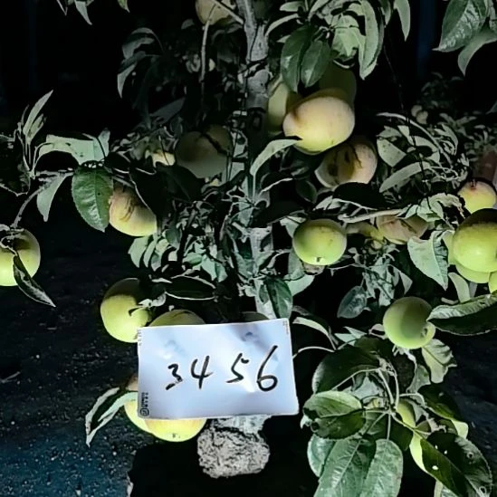 无花朵小高杆苹果盆景精品