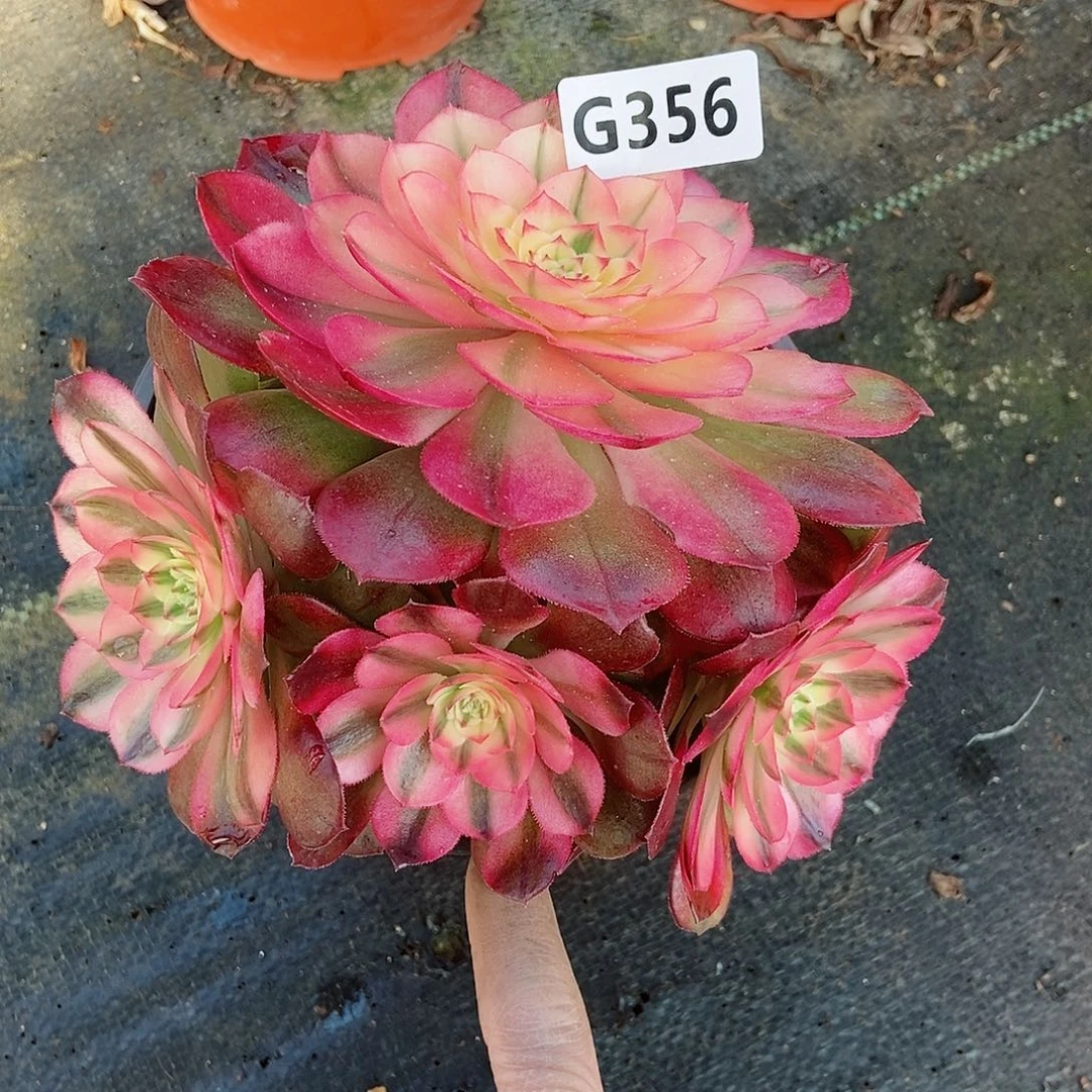 红陶356荔枝4头3多肉