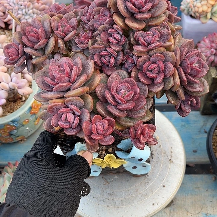 多肉植物一物一拍