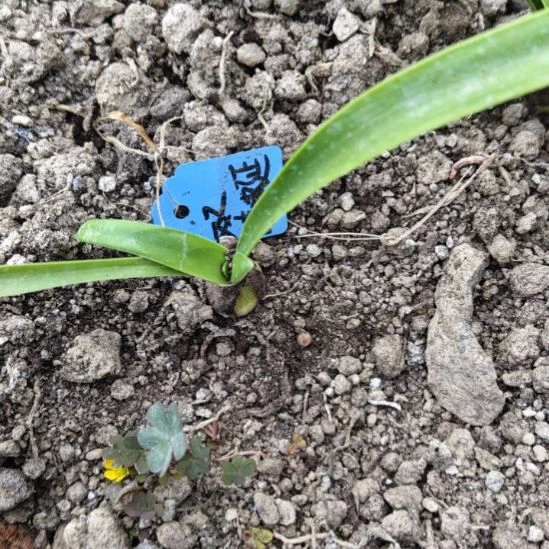 完全开放双蜻蜓侧球1.5