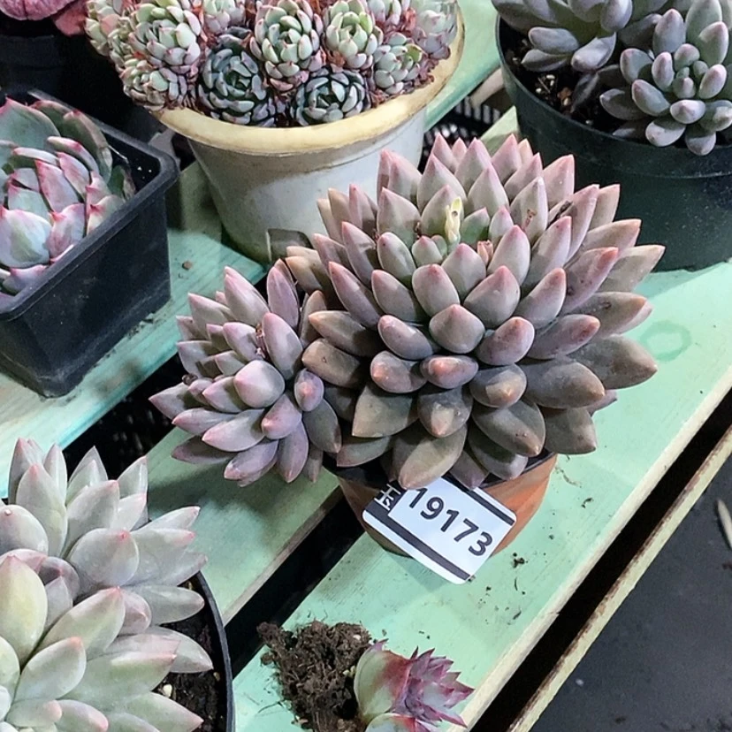 【闪购商品】红蜻蜓19173