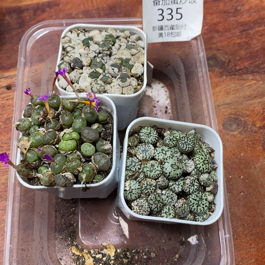 多肉蛋炒饭，感谢您相伴335