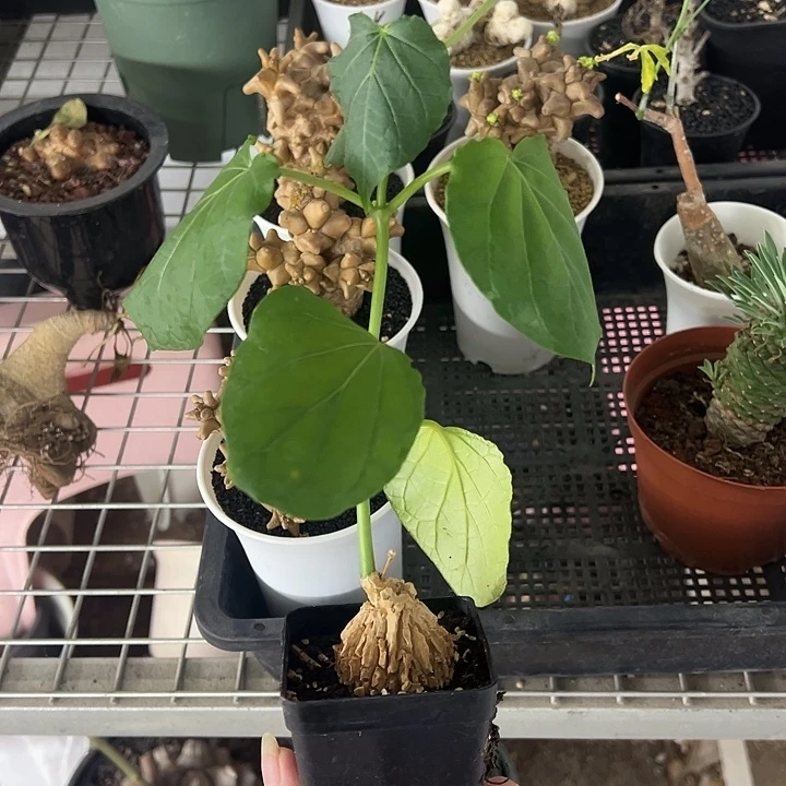 龟甲萝藦多肉植物