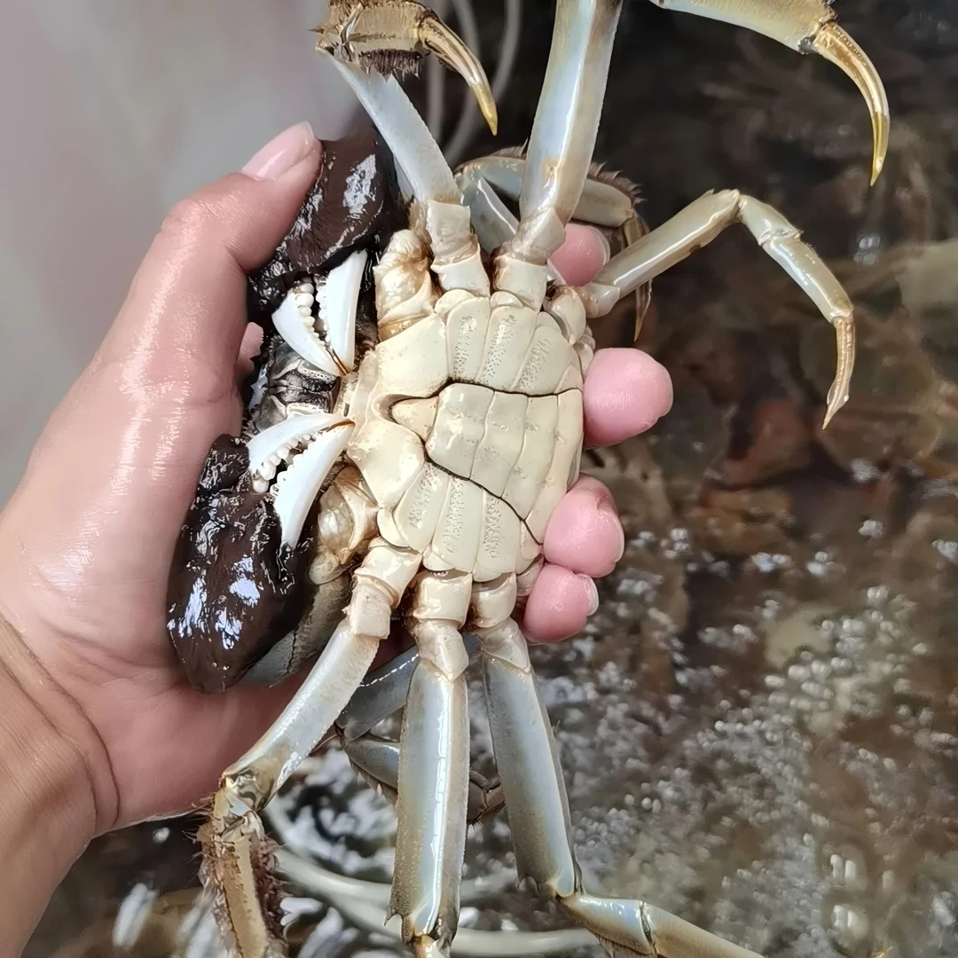 活蟹  江苏大闸蟹   5公5母1.4-1.6两