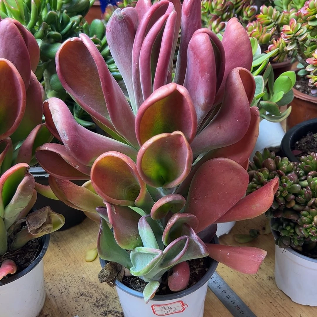 完全开放火狐狸一物一拍