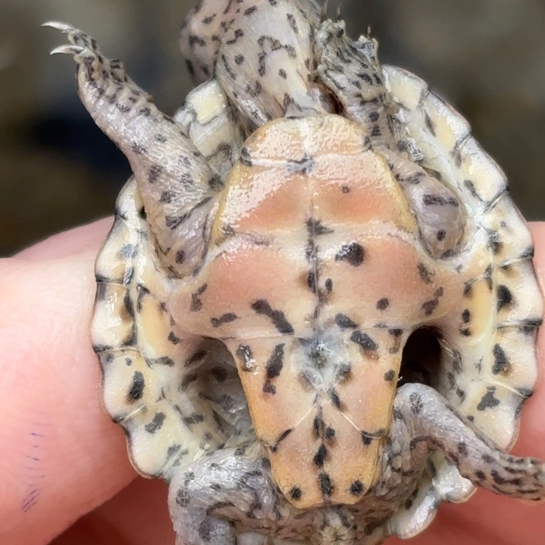 宠物龟不分公母F9全品双满文黑刀