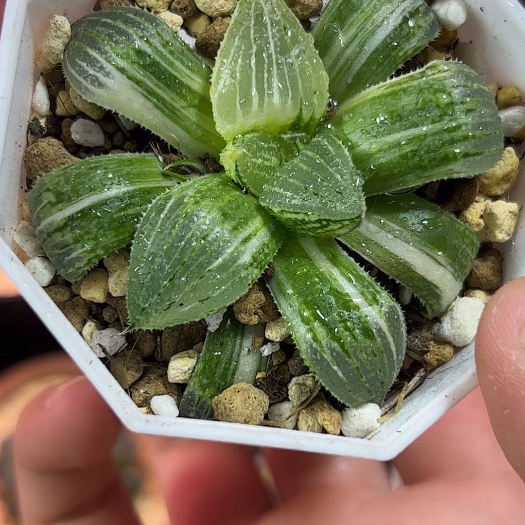 实生白银锦十二卷多肉植物