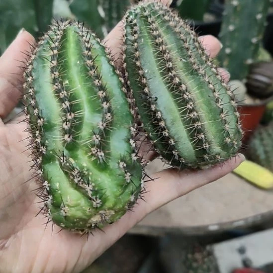 仙人球丽花ky1537侧芽特价两个