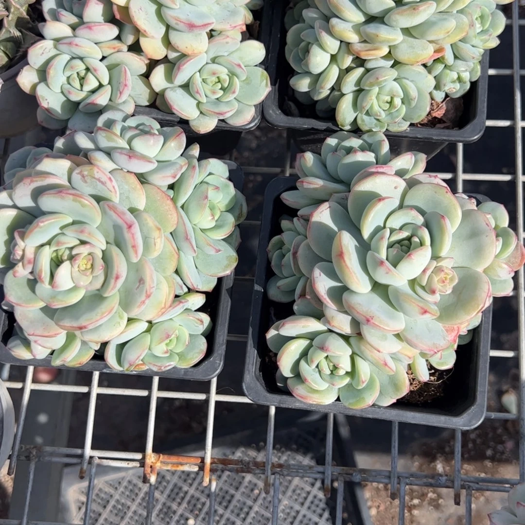 香草多肉植物精品